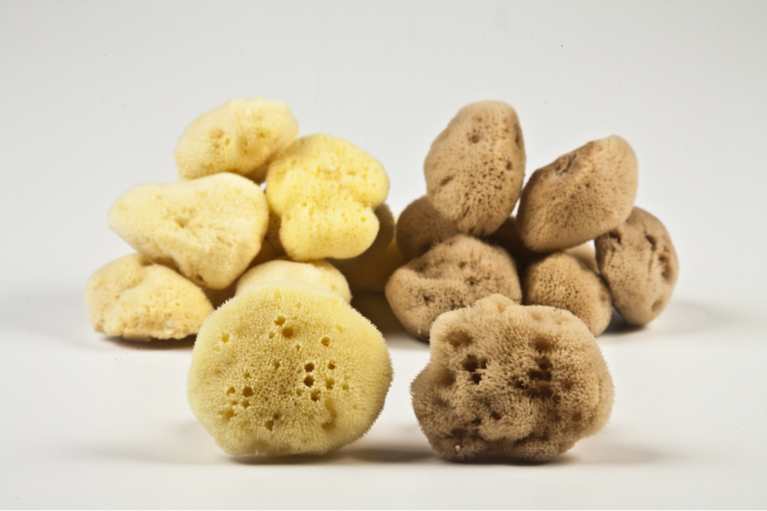 Natural reusable menstrual sea sponge ready for insertion