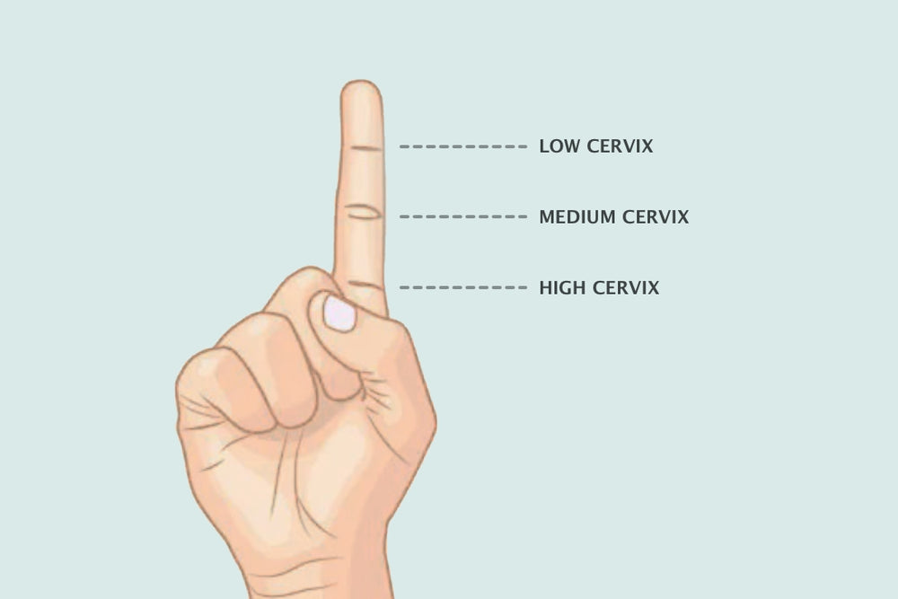 Cervical Positions: How to Find Out if You have High or Low Cervix